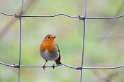 Roodborstje (Erithacus rubecula) 12-2017 8541